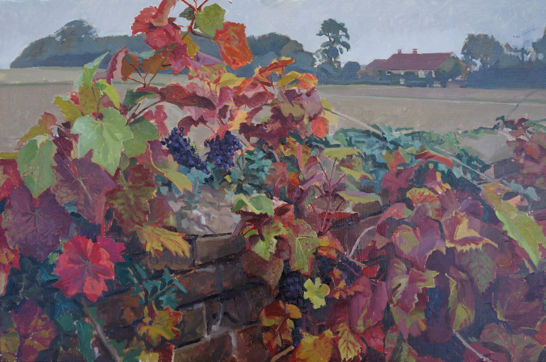 Vine in Autumn